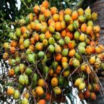 Manfaat Buah Pinang