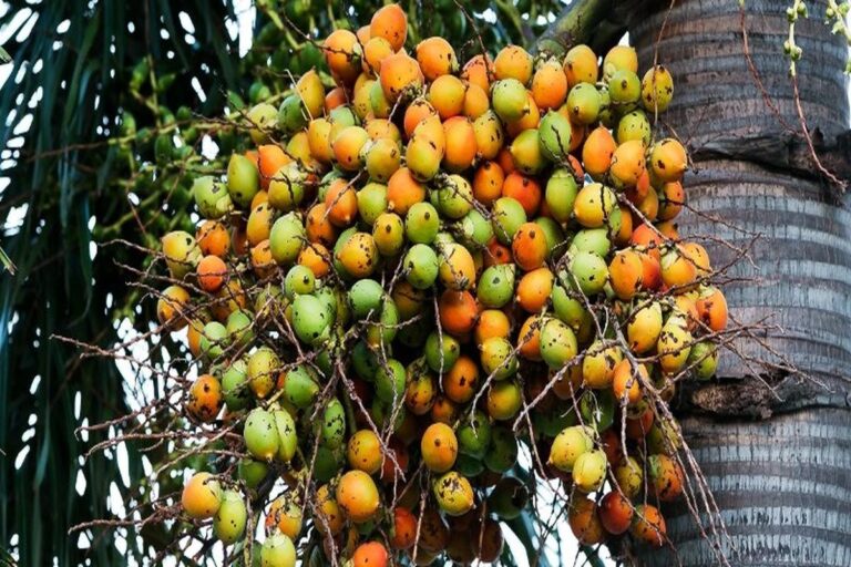 Manfaat Buah Pinang