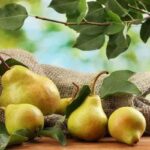 Manfaat Buah Pir Untuk Kesehatan