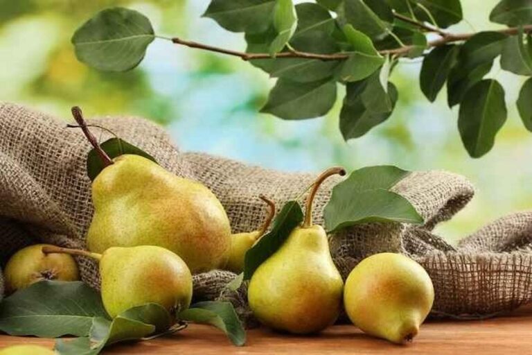 Manfaat Buah Pir Untuk Kesehatan