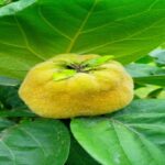 Manfaat Buah Quince