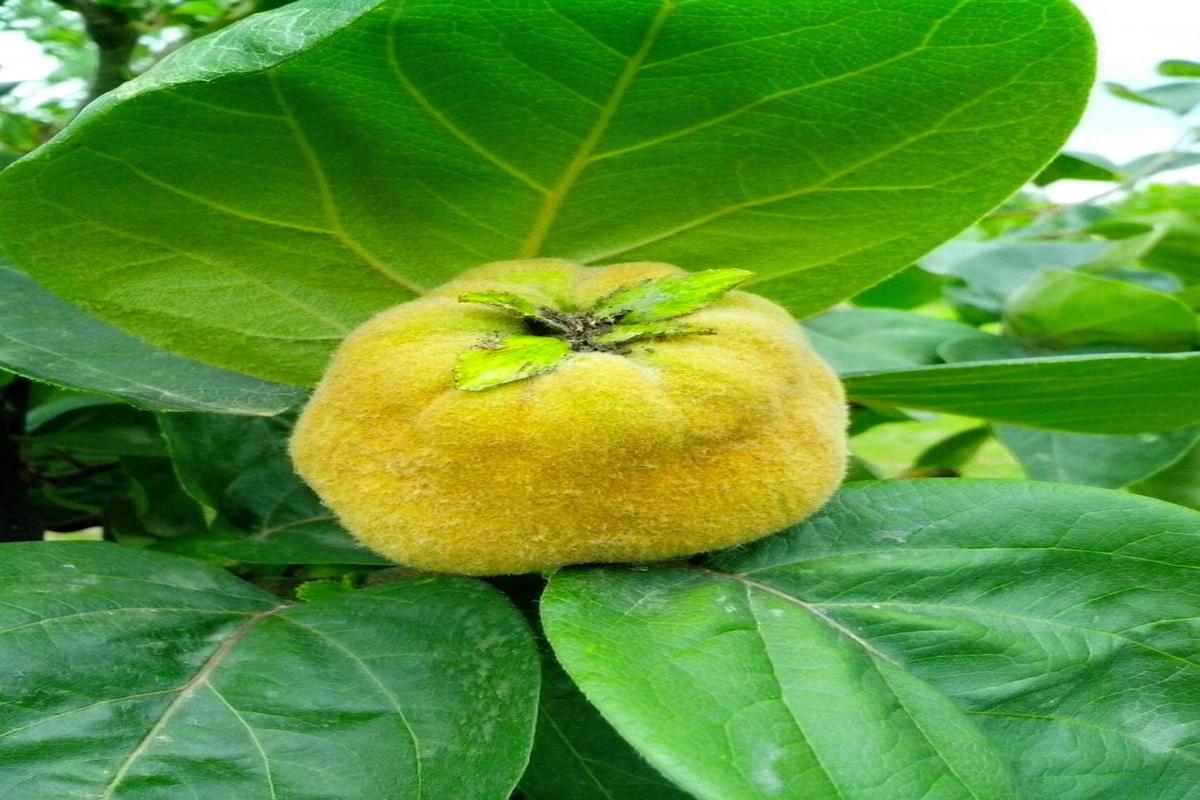 Manfaat Buah Quince