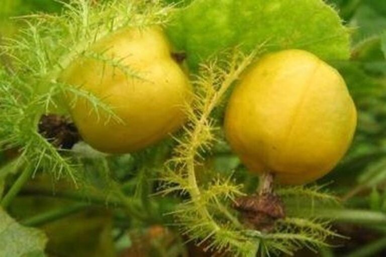 Manfaat Buah Rambusa