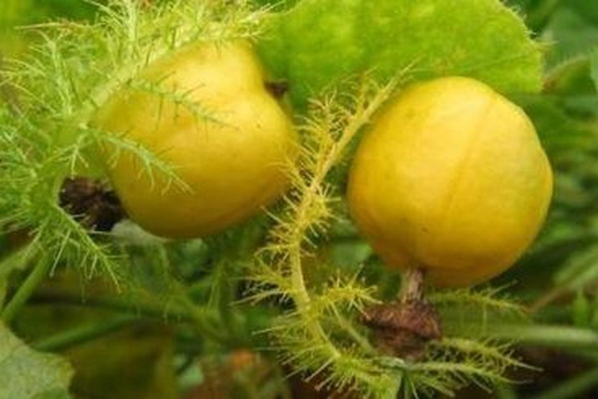 Manfaat Buah Rambusa