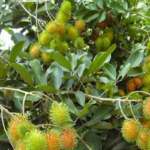 Manfaat Buah Rambutan
