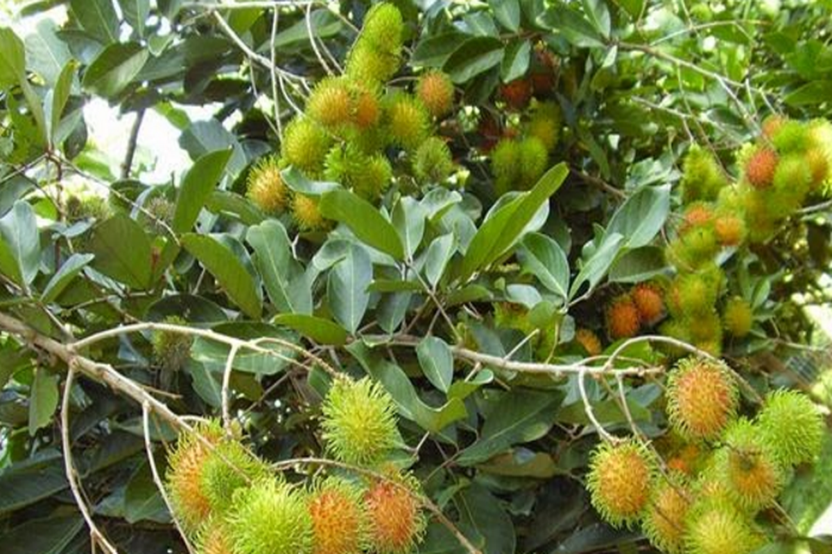 Manfaat Buah Rambutan