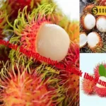 Manfaat Buah Rambutan Untuk Ibu Hamil