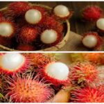 Manfaat Buah Rambutan Untuk Kesehatan