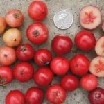 Manfaat Buah Rukem
