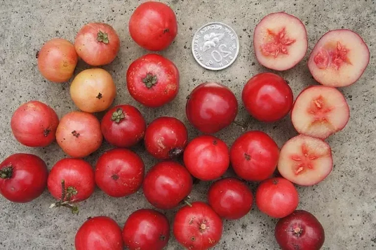 Manfaat Buah Rukem