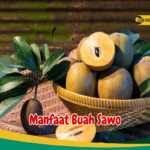 Manfaat Buah Sawo