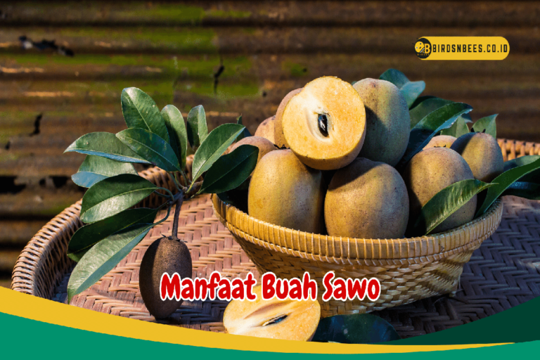 Manfaat Buah Sawo