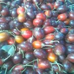 Manfaat Buah Sawo Kecik