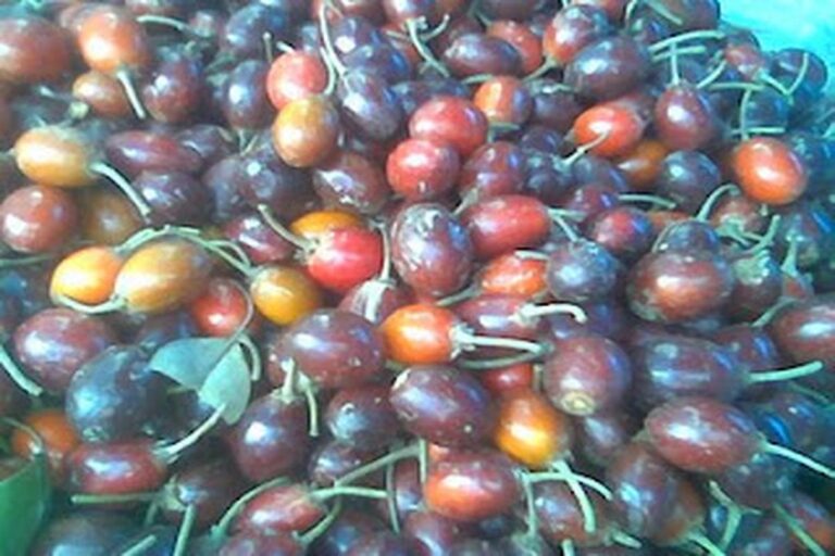 Manfaat Buah Sawo Kecik