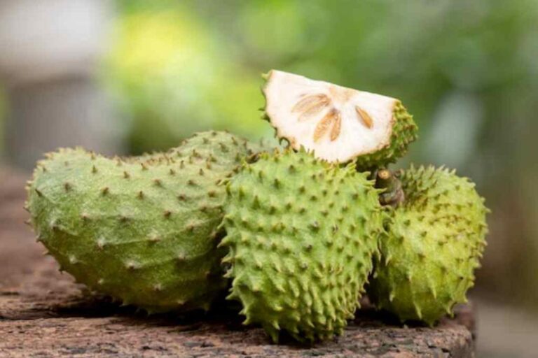 Manfaat Buah Sirsak