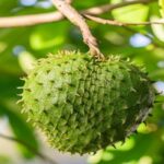 Manfaat Buah Sirsak Bagi Kesehatan