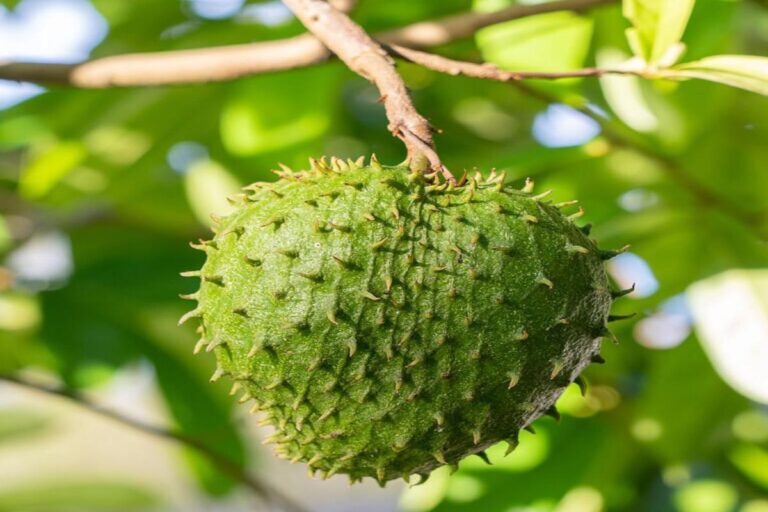 Manfaat Buah Sirsak Bagi Kesehatan