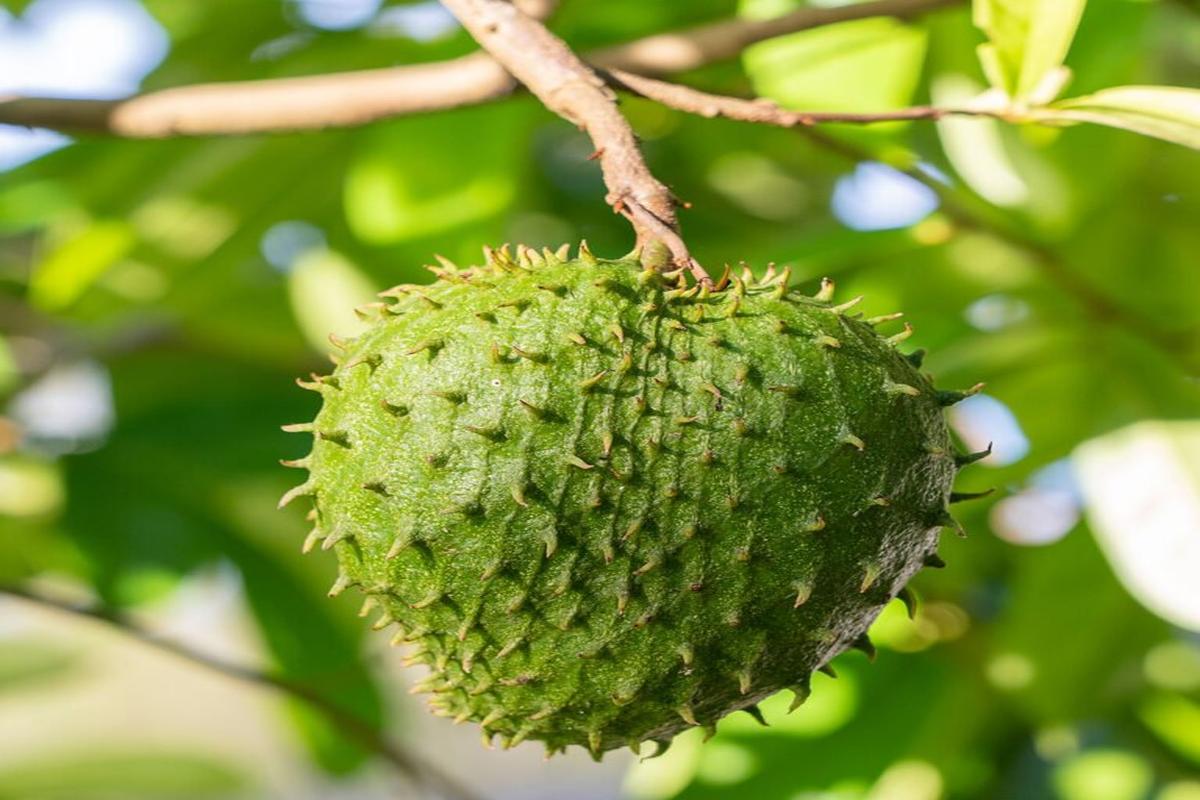 Manfaat Buah Sirsak Bagi Kesehatan