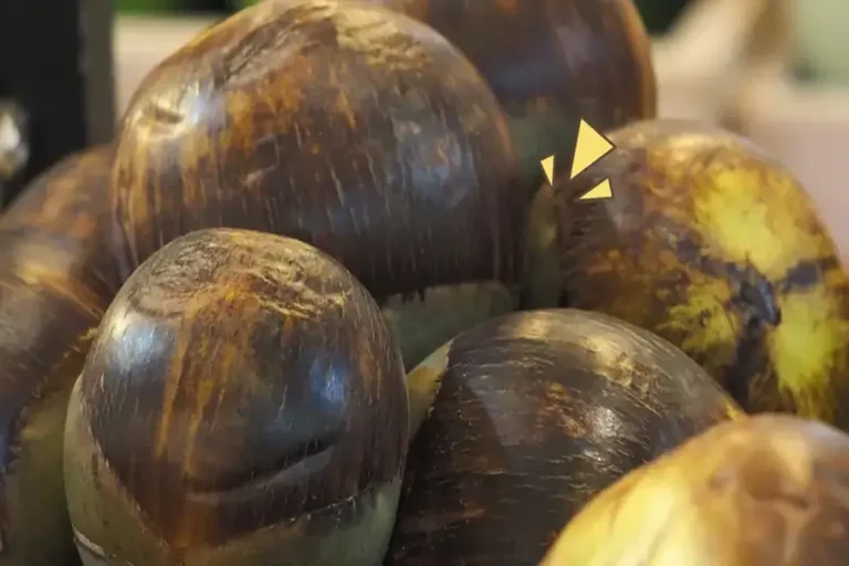 Manfaat Buah Siwalan