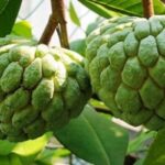 Manfaat Buah Srikaya