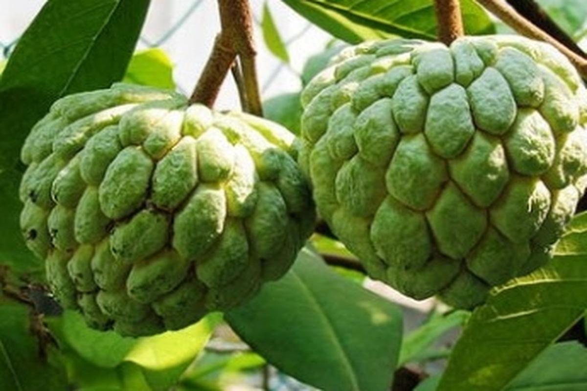 Manfaat Buah Srikaya
