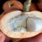 Manfaat Buah Tampoi