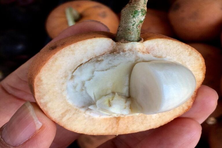 Manfaat Buah Tampoi