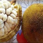 Manfaat Buah Terap