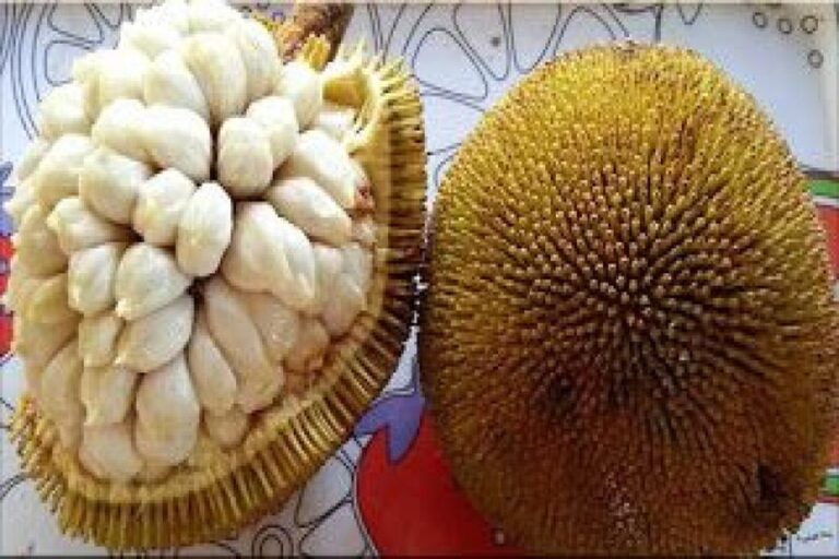 Manfaat Buah Terap