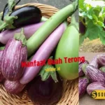 Manfaat Buah Terong