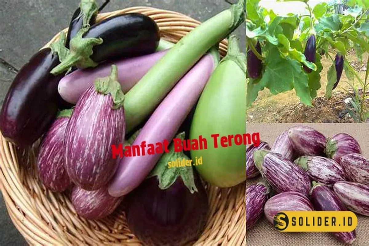 Manfaat Buah Terong