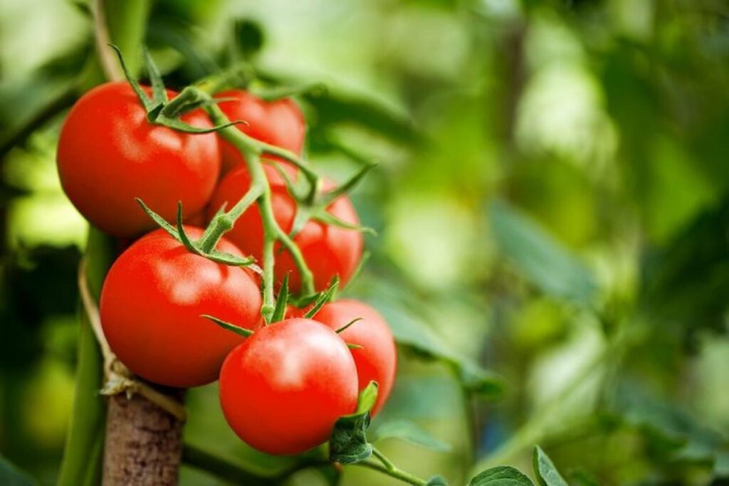 Manfaat Buah Tomat Untuk Kesehatan