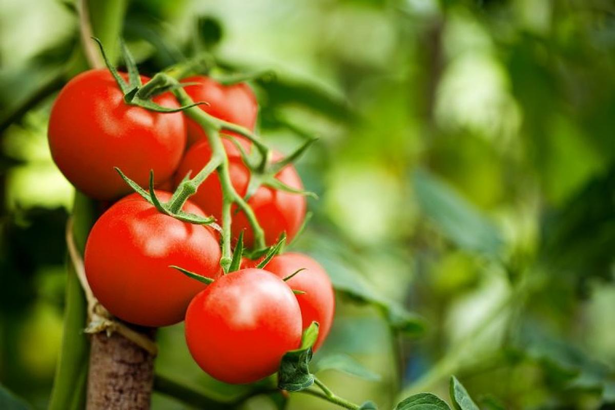 Manfaat Buah Tomat Untuk Kesehatan