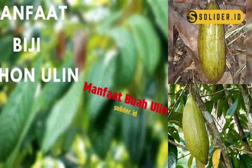 Manfaat Buah Ulin