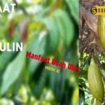 Manfaat Buah Ulin