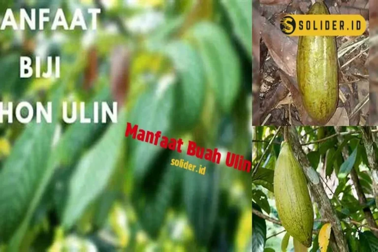 Manfaat Buah Ulin