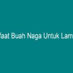 Manfaat Buah Waluh Untuk Lambung