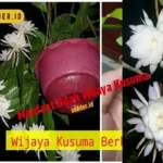 Manfaat Buah Wijaya Kusuma