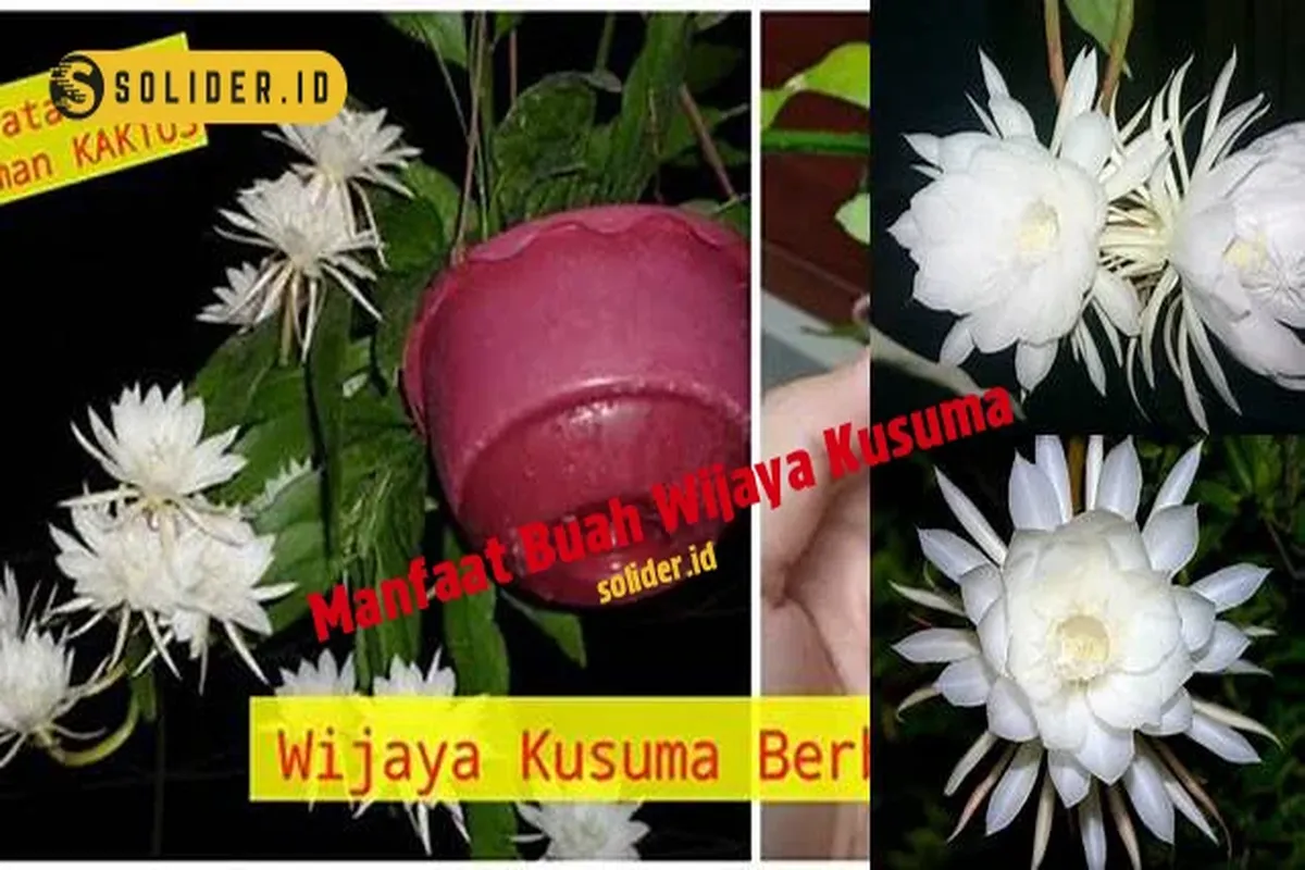 Manfaat Buah Wijaya Kusuma