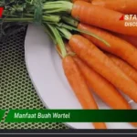 Manfaat Buah Wortel