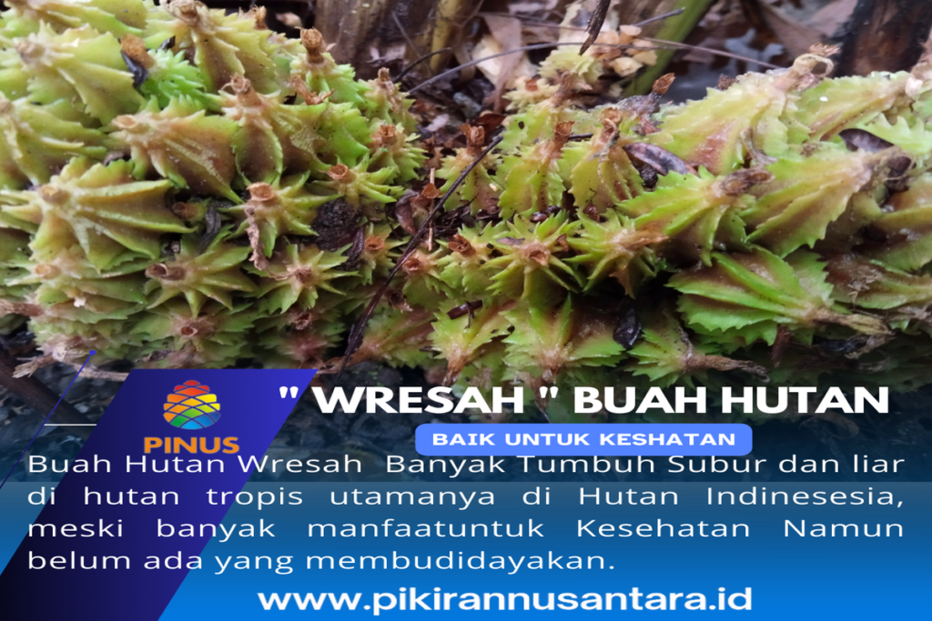 Manfaat Buah Wresah