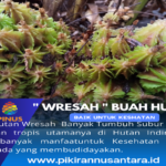 Manfaat Buah Wresah