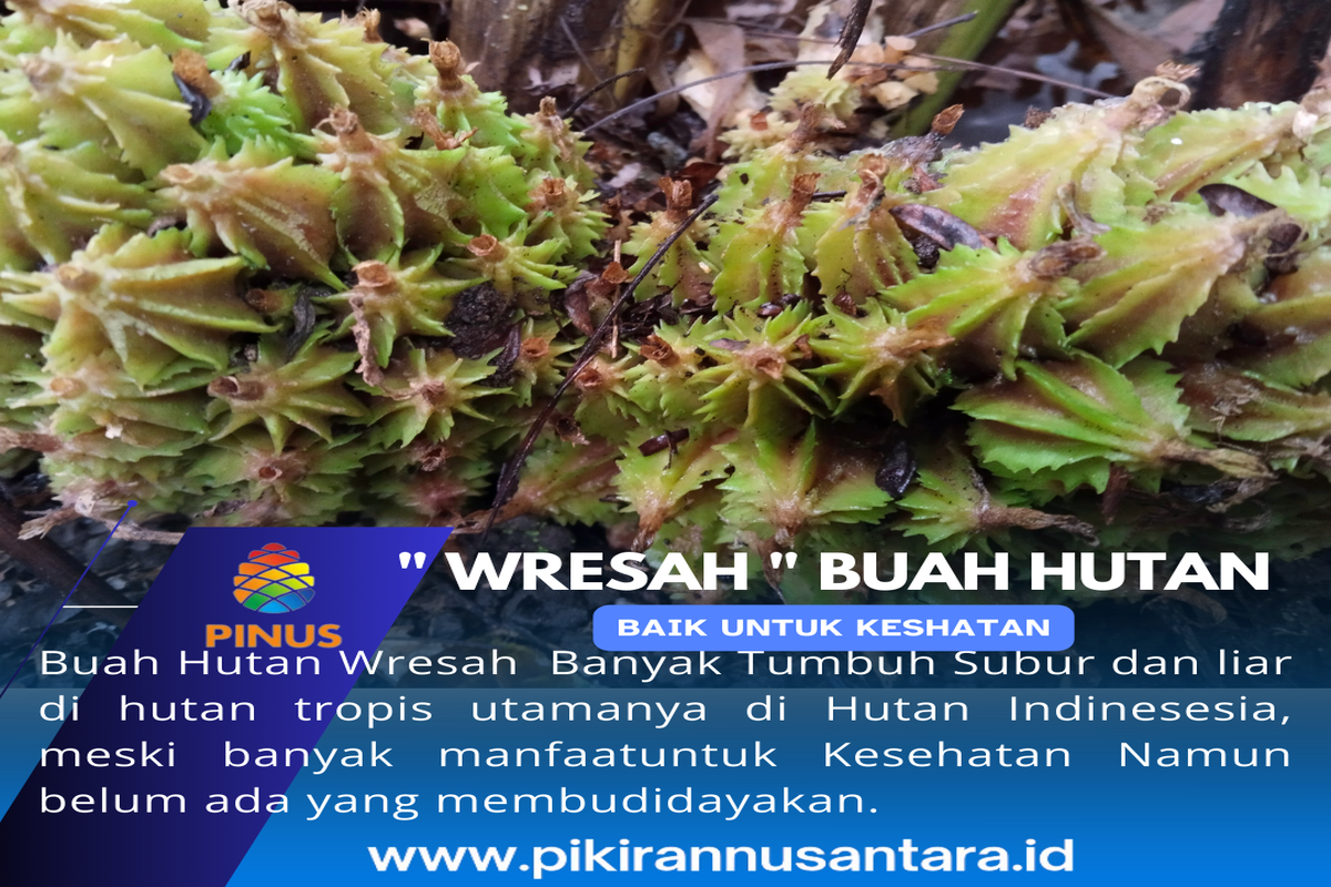 Manfaat Buah Wresah