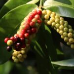 Manfaat Buah Wuni
