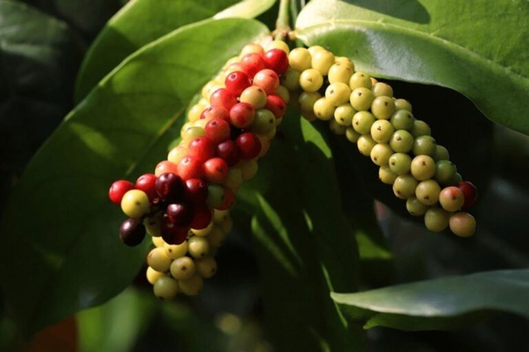 Manfaat Buah Wuni