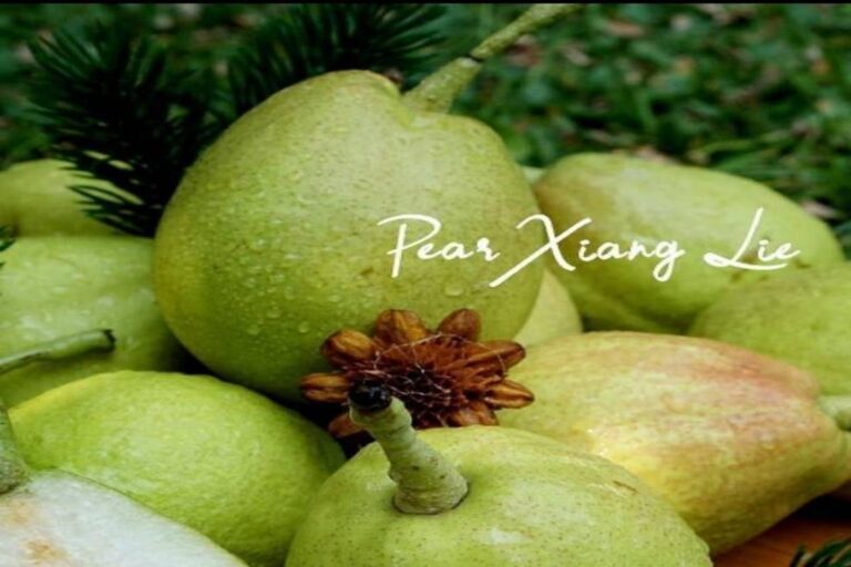 Manfaat Buah Xiang Lie