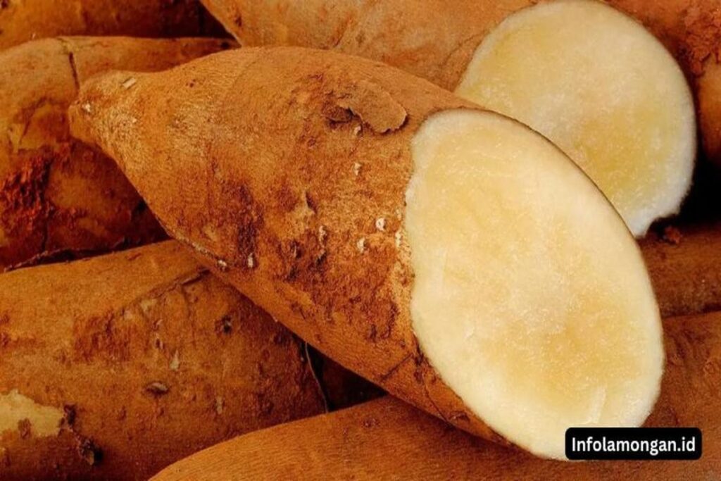 Manfaat Buah Yacon