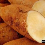 Manfaat Buah Yacon