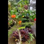 Manfaat Buah Yanto
