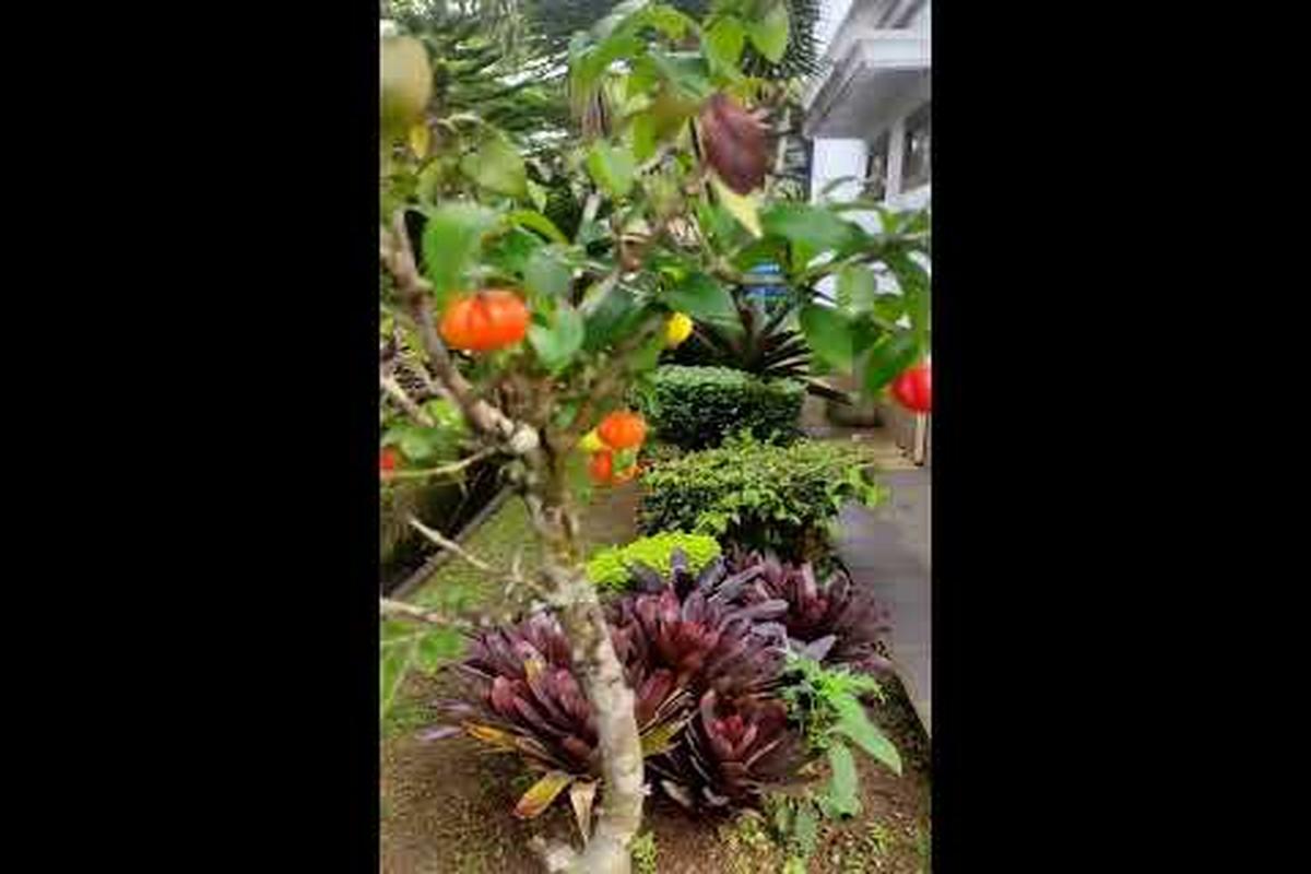 Manfaat Buah Yanto